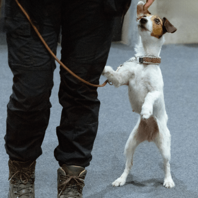 PUPPY TRAINING